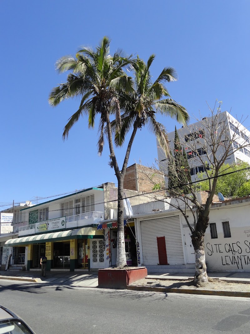 Palmera bifurcada