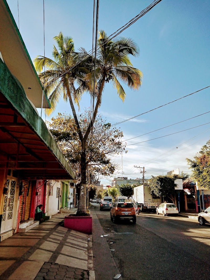 Palmera bifurcada