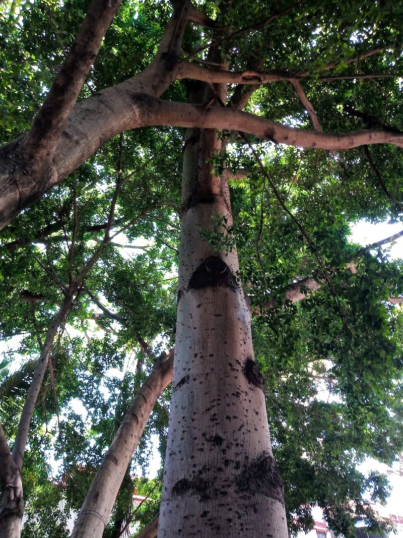Parque Pezuapa