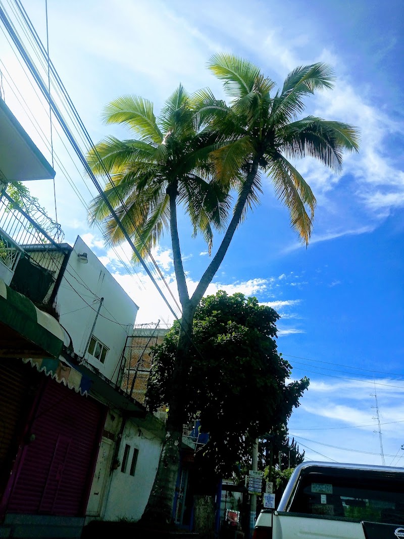 Palmera bifurcada