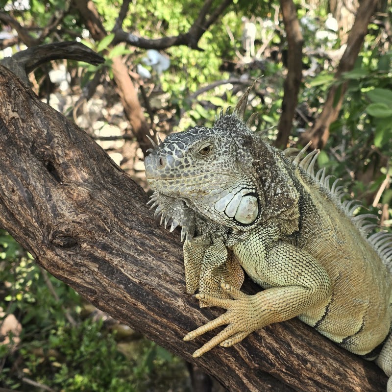 Cocodrilario Tamakún