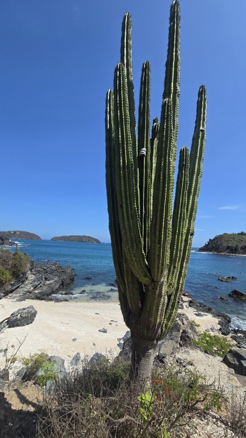 Cactus