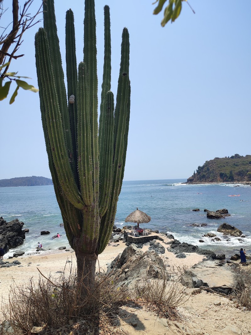 Cactus
