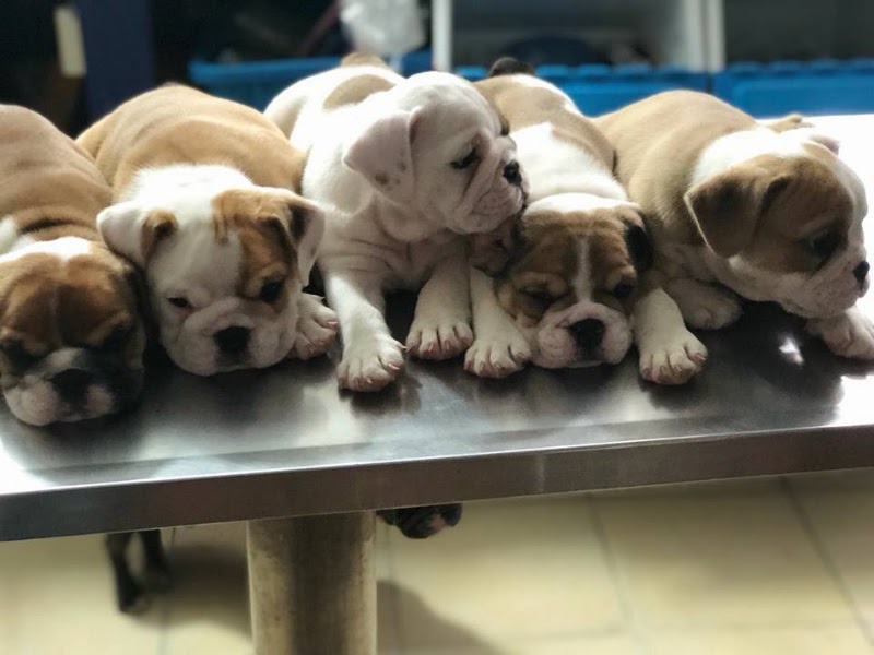 Clínica Veterinaria